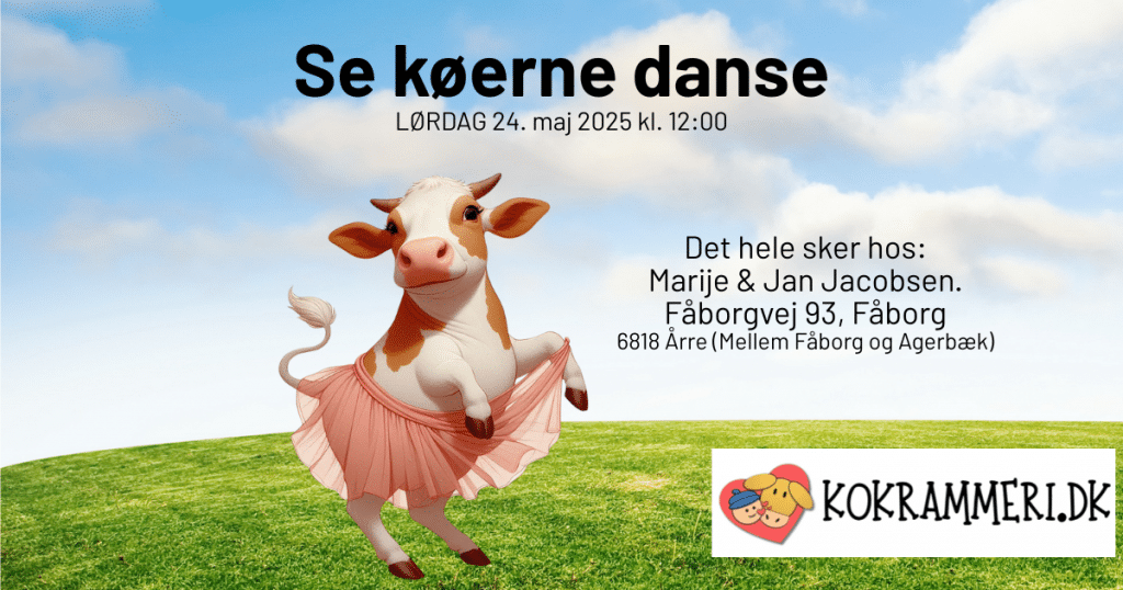 Køer danse, Esbjerg, kokrammeri, Marije Jacobsen, køer, jersey, ko. kalv