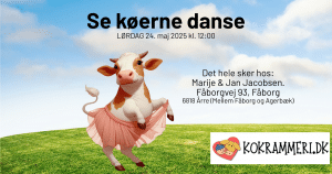 Køer danse, Esbjerg, kokrammeri, Marije Jacobsen, køer, jersey, ko. kalv